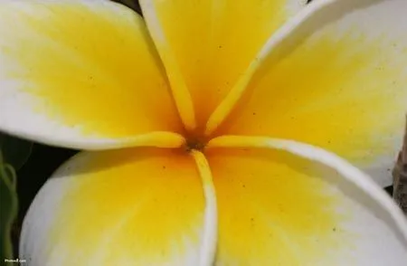 nombres de plantas sin flores | facilisimo.com