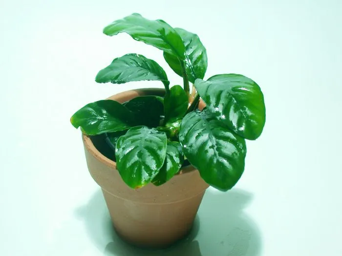 ANUBIAS. | PLANTAS ACUATICAS
