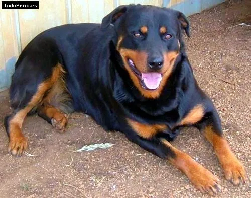 Nombres de Rottweiler hembras (pag. 5 de 12)