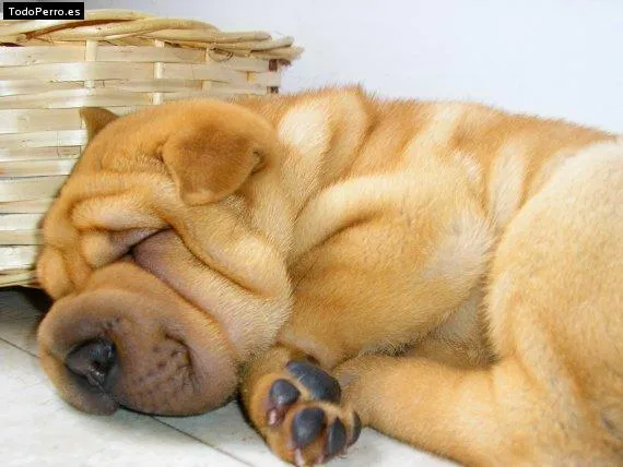Nombres de Shar Pei hembras (pag. 8 de 14)