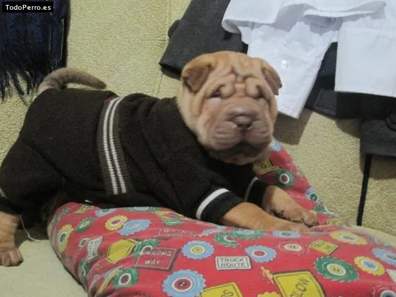 Nombres de Shar Pei (pag. 1 de 30)