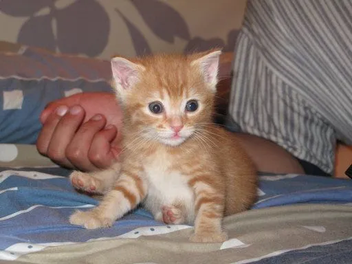 Nombres y significado para gatitas y gatitos | Cuidar de tu gato ... Nombres y significado para gatitas y gatitos | Cuidar de tu gato ...