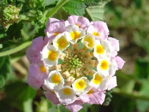Nomes de flores raras - Imagui