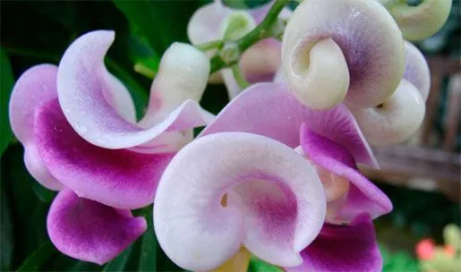Nome de flores raras - Imagui