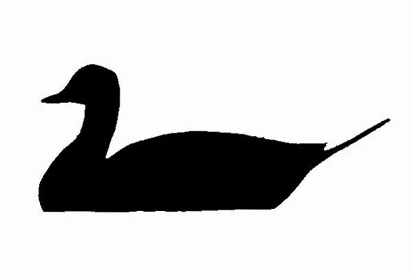 Northern Pintail Facts - NatureMapping