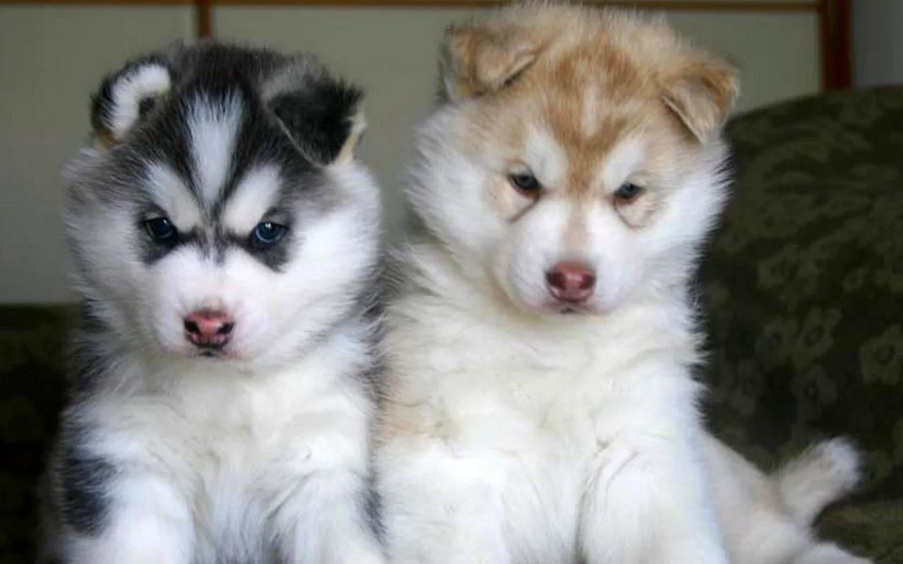 Nós, os Cachorros - No Japão: Raças de Cachorro: Husky Siberiano Nós, os Cachorros - No Japão: Raças de Cachorro: Husky Siberiano