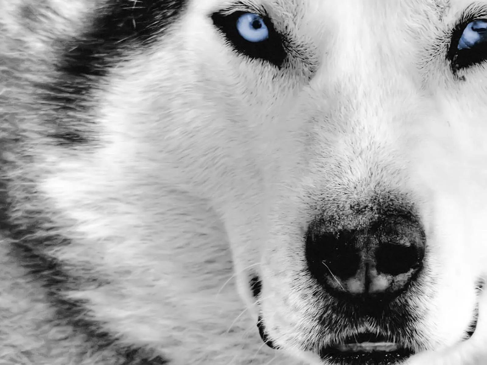 Nós, os Cachorros - No Japão: Raças de Cachorro: Husky Siberiano Nós, os Cachorros - No Japão: Raças de Cachorro: Husky Siberiano