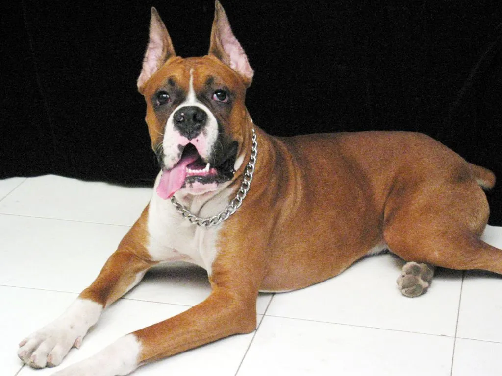Nós, os Cachorros - No Japão: Raças de Cachorro: Boxer Nós, os Cachorros - No Japão: Raças de Cachorro: Boxer