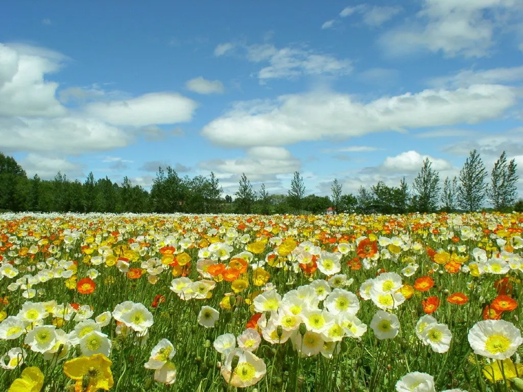 nossos bosques lindos campos tem mais flores nao so aqui mas no resto ... nossos bosques lindos campos tem mais flores nao so aqui mas no resto ...