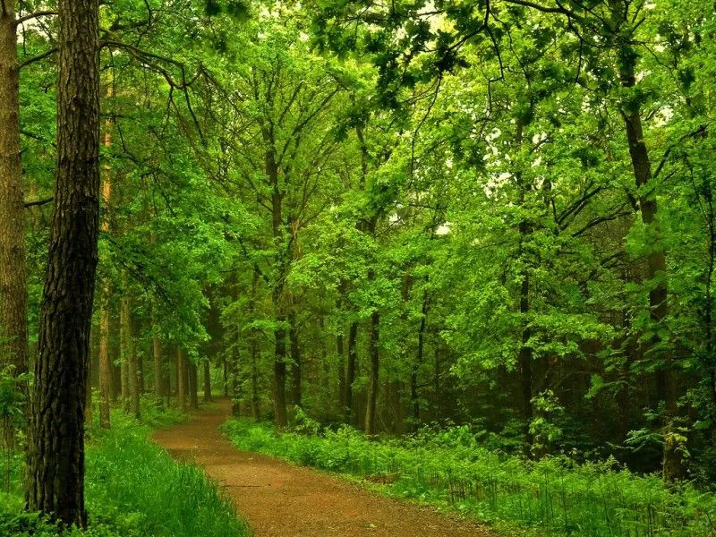 LA NOSTALGIA Y EL RECUERDO: LA SERENIDAD DE LOS BOSQUES LA NOSTALGIA Y EL RECUERDO: LA SERENIDAD DE LOS BOSQUES