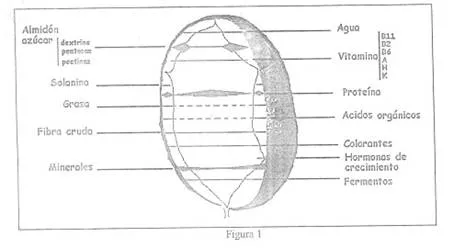 Nota :: Valor nutritivo de la papa