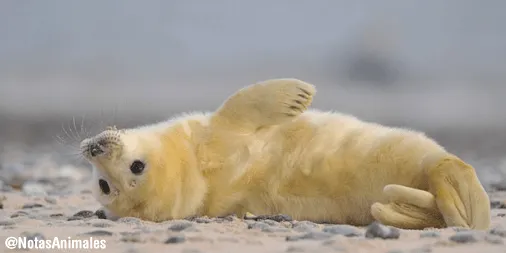 Notas Animales on Twitter: "No es pereza, es paz interior. http ... Notas Animales on Twitter: "No es pereza, es paz interior. http ...