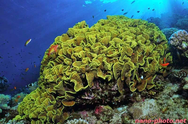 Noticias Chingonas: Animales Curiosos Que Parecen Plantas