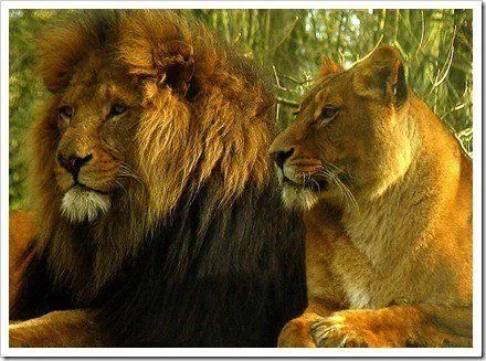 Noticias Fotografia - CursosGratis180: Las mejores fotos de Leones Noticias Fotografia - CursosGratis180: Las mejores fotos de Leones