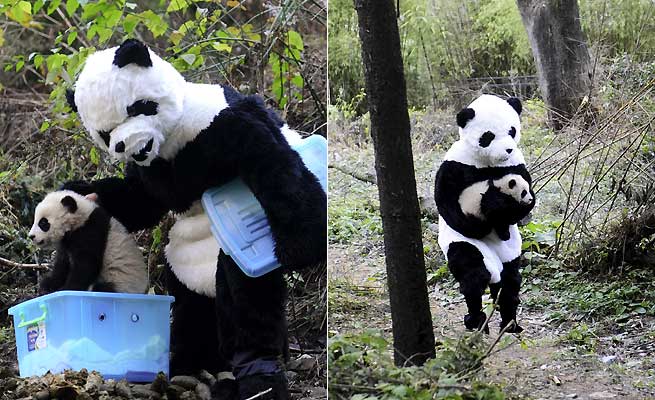  ... está íntimamente ligada a los osos Panda desde hace mucho tiempo