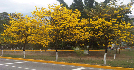 El Araguaney, el arbol nacional de Venezuela » Noticias de ...