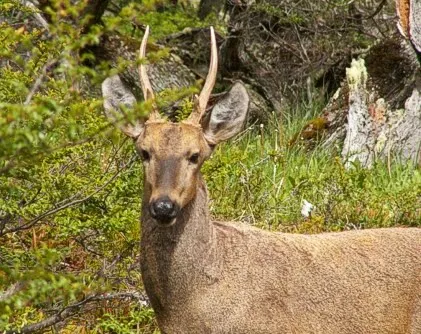 El Huemul, ciervo patagonico, en extinción. Habita la zona que ... El Huemul, ciervo patagonico, en extinción. Habita la zona que ...
