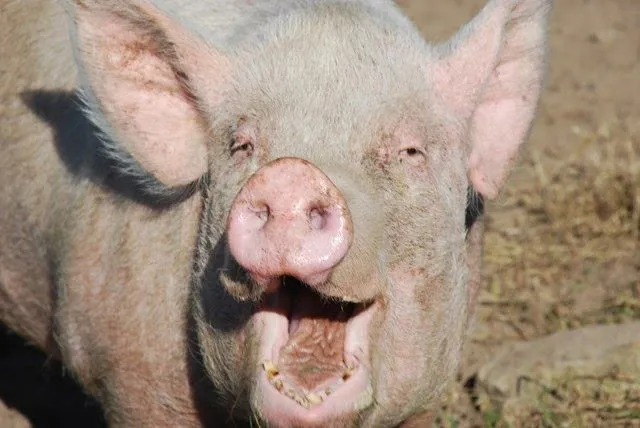 Noticiero Animal: #TemaDelDia: ¿Por qué los animales hacen ...