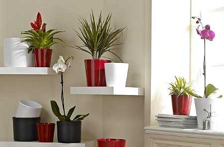 Novedades en plantas y macetas para el interior de las casas ... Novedades en plantas y macetas para el interior de las casas ...
