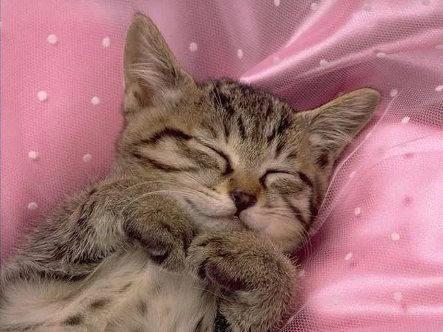 Fotos de los gatos más bonitos del mundo - Imagui