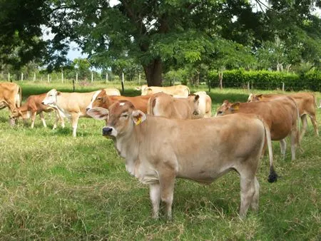 Novillas de vientre : Agropecuaria Laurentina, ganado puro y ...