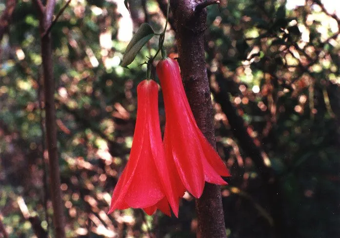 Ñuble Naturaleza » Copihue