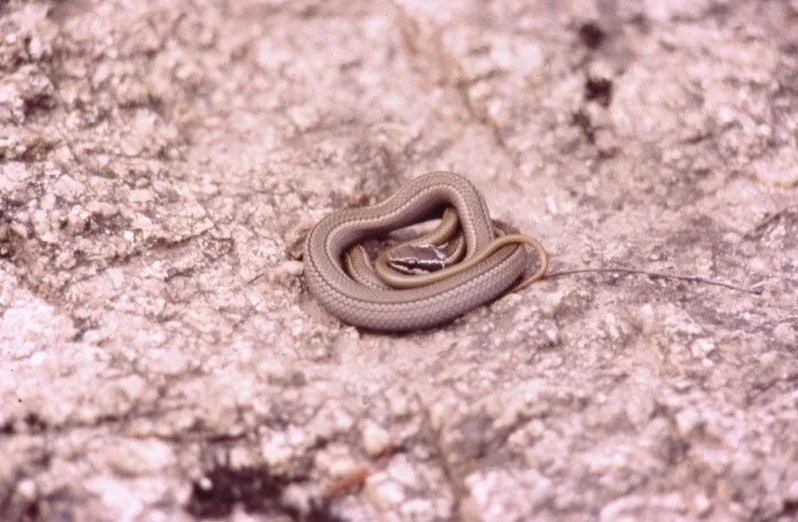 Ñuble Naturaleza » Culebras, Dos