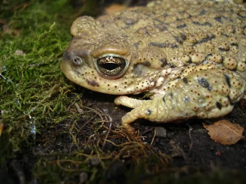 Ñuble Naturaleza » Sapo de papilas