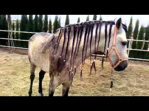 Nudos, trenzas y otros peinados de caballo