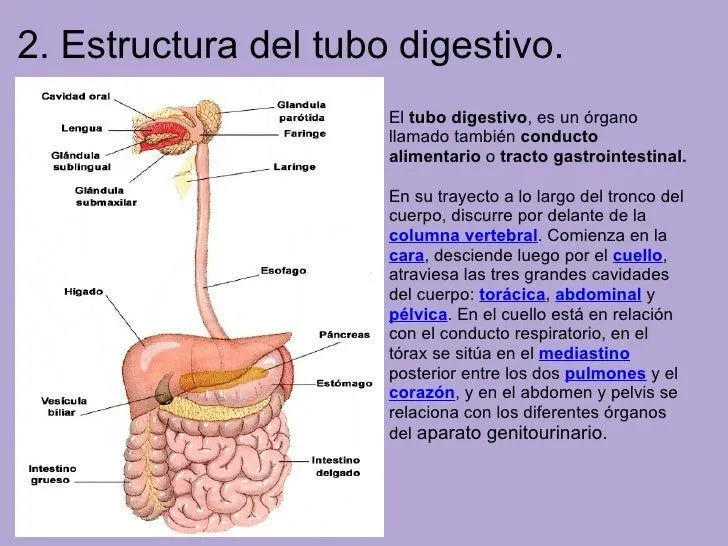 nuestro-aparato-digestivo-3- ...