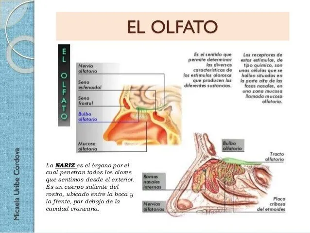 nuestros-cinco-sentidos-parte- ...