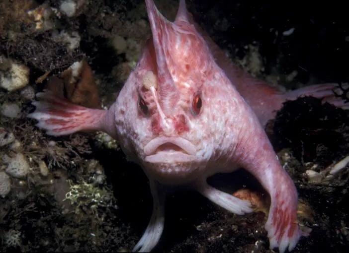 Peces con manos - RTVE.