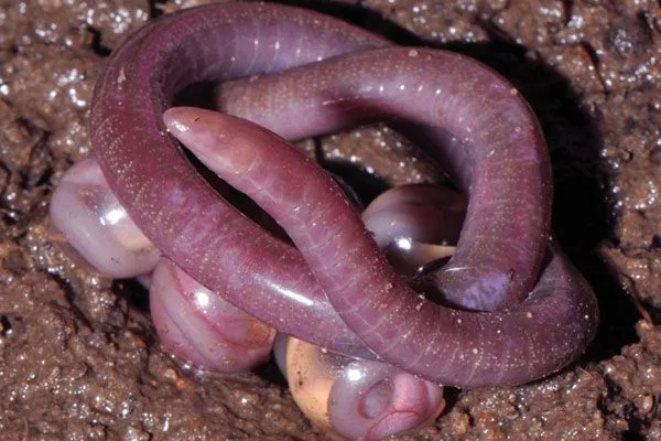 nuevo-anifibio-india_91238.jpg
