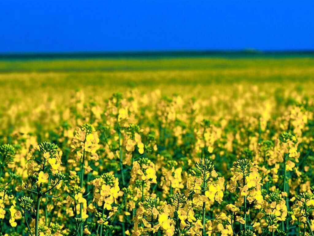 corriamos corriamos e corriamos num campo de flores cada um vinha de ...