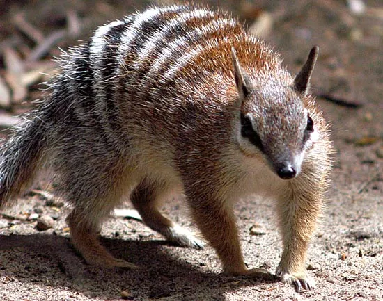 Numbat - Animales salvajes - Taringa!
