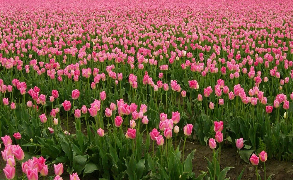 Nunu's Secrets: marzo 2013