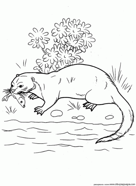 nutria-01 | Dibujos y juegos, para pintar y colorear nutria-01 | Dibujos y juegos, para pintar y colorear