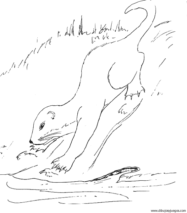 nutria-03 | Dibujos y juegos, para pintar y colorear nutria-03 | Dibujos y juegos, para pintar y colorear