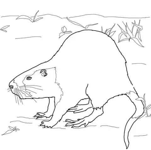 Nutria Rat Coloring page | Free Printable Coloring Pages