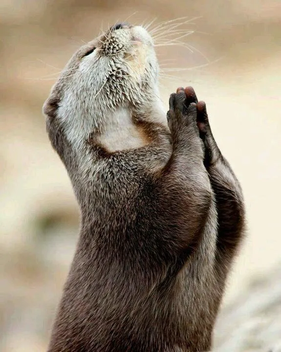 Nutria rezando | Mamíferos carnívoros en España | Pinterest ... Nutria rezando | Mamíferos carnívoros en España | Pinterest ...
