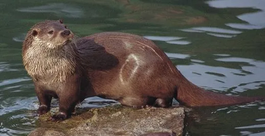Nutria - Wikifaunia, tu enciclopedia de animales Nutria - Wikifaunia, tu enciclopedia de animales