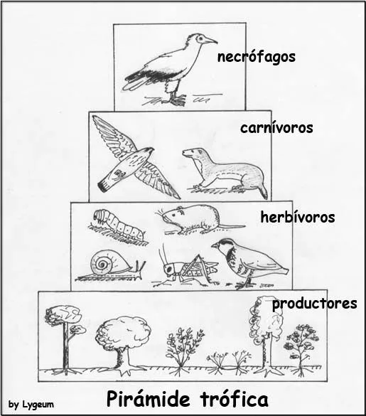 LA NUTRICIÓN EN LOS ECOSISTEMAS :: La vida al completo LA NUTRICIÓN EN LOS ECOSISTEMAS :: La vida al completo
