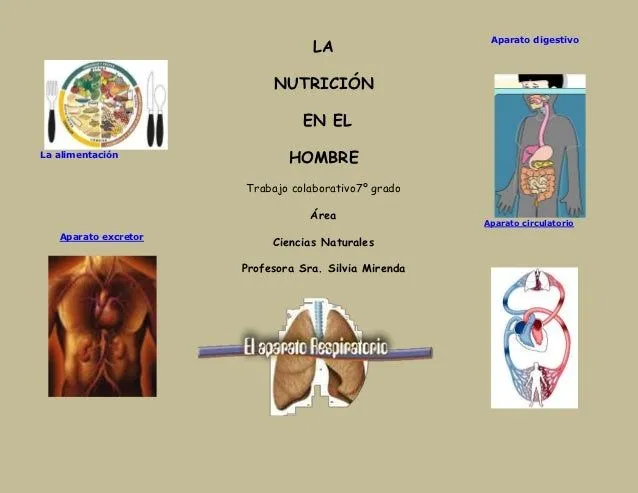 La nutrición en el ser humano. Trabajo colaborativo para 7º grado