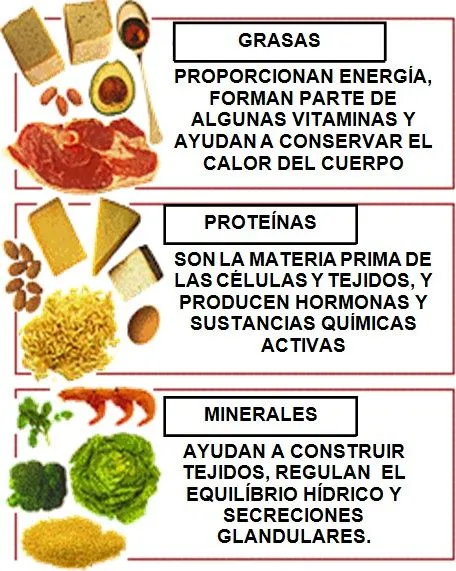 Nutrición y nutrientes | Bienestar Natural