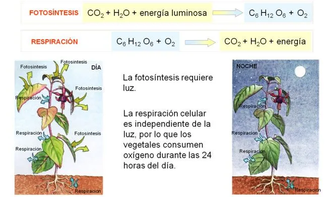 La nutrición en los vegetales. 1º bachillerato. Cosas de Ciencias ... La nutrición en los vegetales. 1º bachillerato. Cosas de Ciencias ...