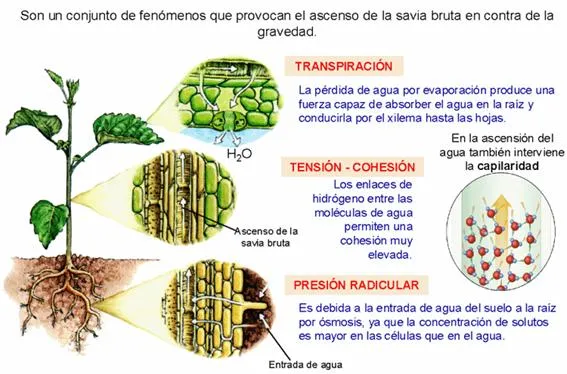 La nutrición en los vegetales. 1º bachillerato. Cosas de Ciencias ... La nutrición en los vegetales. 1º bachillerato. Cosas de Ciencias ...