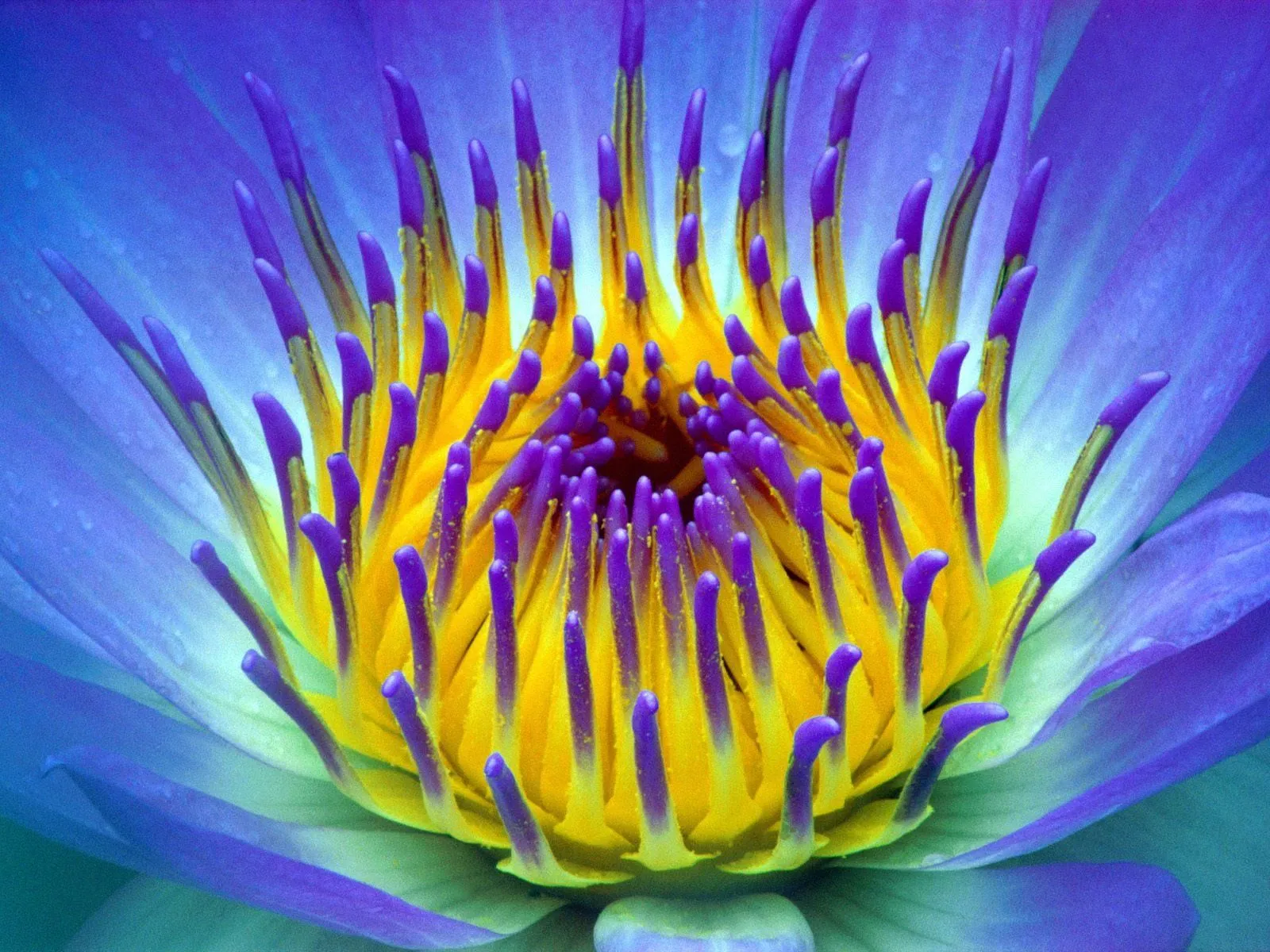 Fondos de pantalla de flores hermosas - Imagui Fondos de pantalla de flores hermosas - Imagui