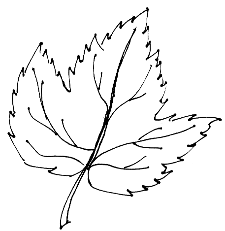 oak leaves drawing - Google Search | A quilt to consider ... oak leaves drawing - Google Search | A quilt to consider ...