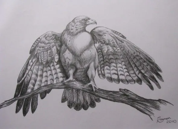 Obra de arte: Ave de presa Artistas y arte. Artistas de la tierra