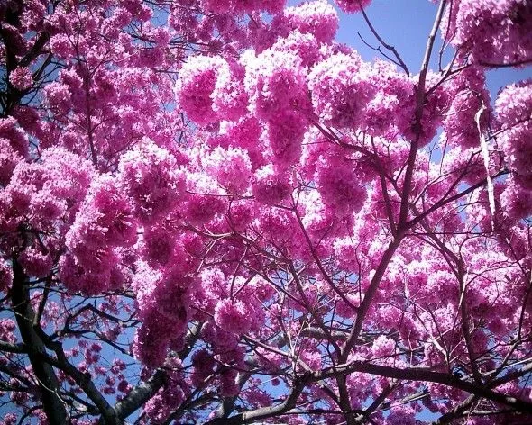 Obra de arte: Ipe rosado - Árbol brasileña Artistas y arte ... Obra de arte: Ipe rosado - Árbol brasileña Artistas y arte ...